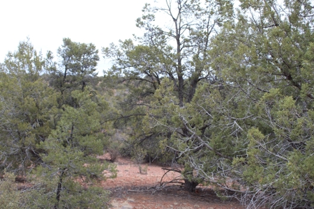 Mountain Camping/Cabin Land for sale Northern AZ No HOA - image 3