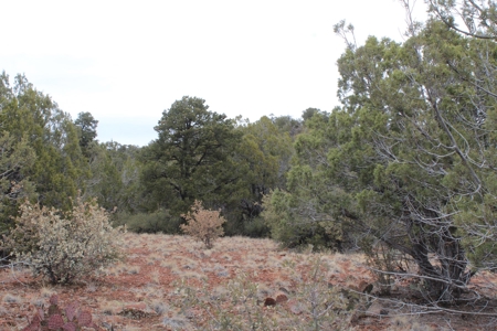 Mountain Camping/Cabin Land for sale Northern AZ No HOA - image 2
