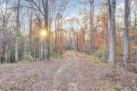683 Acres Hardwood Hunting Land for Sale West Feliciana, LA - image 14