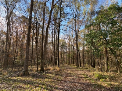 683 Acres Hardwood Hunting Land for Sale West Feliciana, LA - image 45