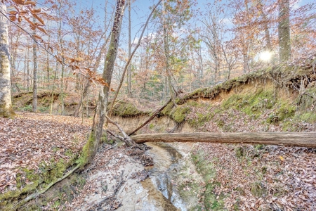 683 Acres Hardwood Hunting Land for Sale West Feliciana, LA - image 2