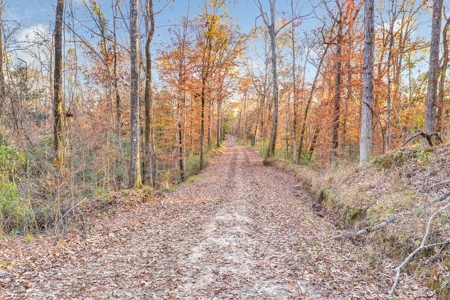 683 Acres Hardwood Hunting Land for Sale West Feliciana, LA - image 10