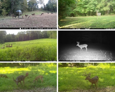 683 Acres Hardwood Hunting Land for Sale West Feliciana, LA - image 29