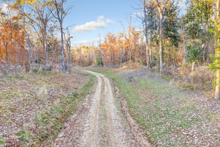 683 Acres Hardwood Hunting Land for Sale West Feliciana, LA - image 12