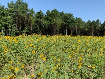 683 Acres Hardwood Hunting Land for Sale West Feliciana, LA - image 41