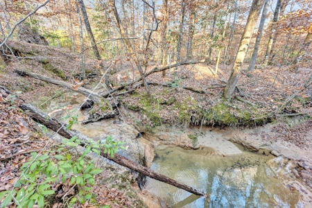 683 Acres Hardwood Hunting Land for Sale West Feliciana, LA - image 4
