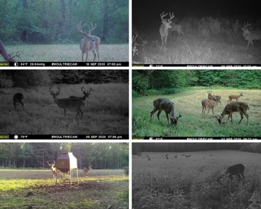 683 Acres Hardwood Hunting Land for Sale West Feliciana, LA - image 16