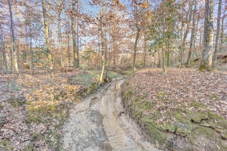 683 Acres Hardwood Hunting Land for Sale West Feliciana, LA - image 3