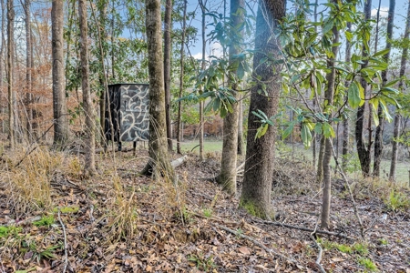 683 Acres Hardwood Hunting Land for Sale West Feliciana, LA - image 15