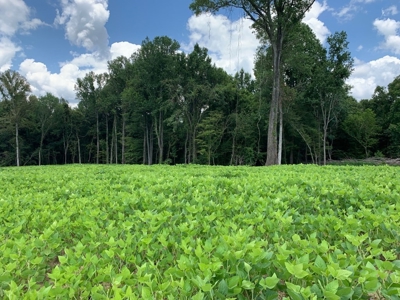 683 Acres Hardwood Hunting Land for Sale West Feliciana, LA - image 40
