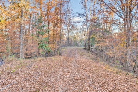 683 Acres Hardwood Hunting Land for Sale West Feliciana, LA - image 8