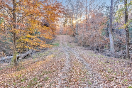 683 Acres Hardwood Hunting Land for Sale West Feliciana, LA - image 9