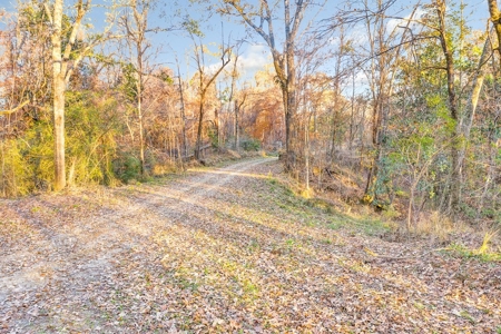 683 Acres Hardwood Hunting Land for Sale West Feliciana, LA - image 11
