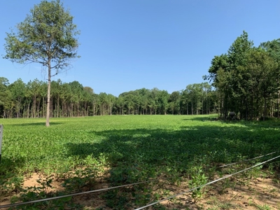 683 Acres Hardwood Hunting Land for Sale West Feliciana, LA - image 42
