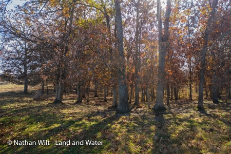 Land For Sale - image 3