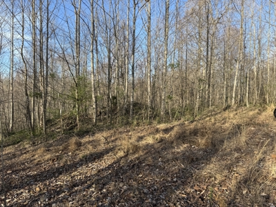 75.15+/- Acres - Hunting Land - Mostly Wooded - Liberty, KY. - image 21