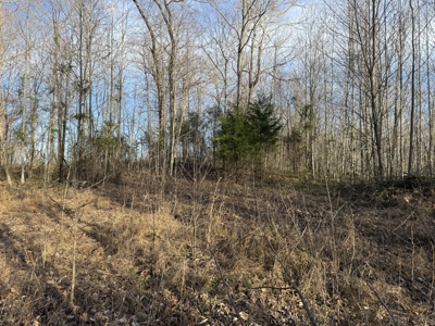 75.15+/- Acres - Hunting Land - Mostly Wooded - Liberty, KY. - image 20