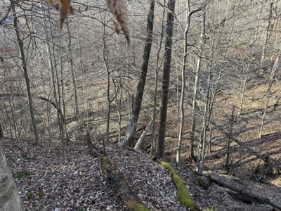 75.15+/- Acres - Hunting Land - Mostly Wooded - Liberty, KY. - image 43