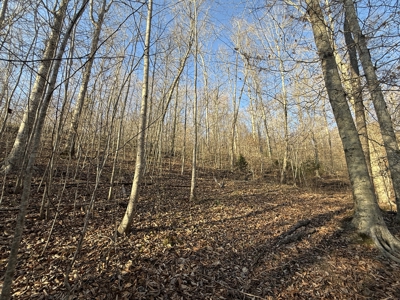 75.15+/- Acres - Hunting Land - Mostly Wooded - Liberty, KY. - image 48