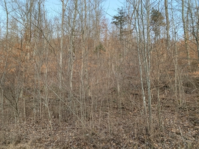 Hunting Land-Recreational Property-Secluded / Liberty, Ky. - image 9
