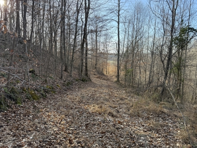 75.15+/- Acres - Hunting Land - Mostly Wooded - Liberty, KY. - image 28