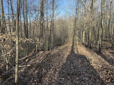 75.15+/- Acres - Hunting Land - Mostly Wooded - Liberty, KY. - image 22