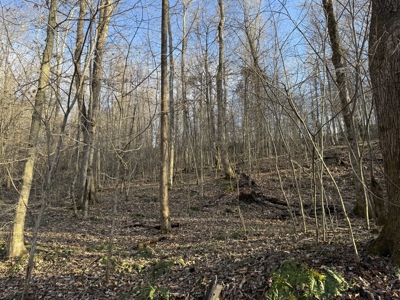 75.15+/- Acres - Hunting Land - Mostly Wooded - Liberty, KY. - image 41
