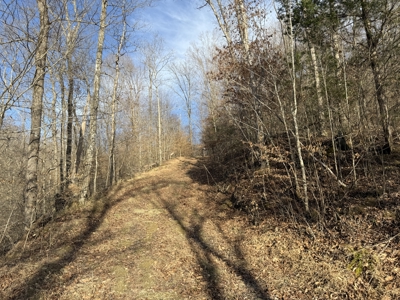 75.15+/- Acres - Hunting Land - Mostly Wooded - Liberty, KY. - image 16