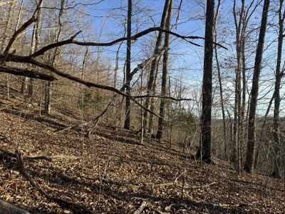 75.15+/- Acres - Hunting Land - Mostly Wooded - Liberty, KY. - image 44