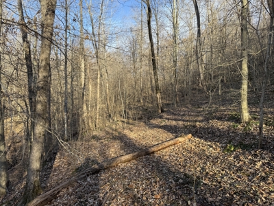 75.15+/- Acres - Hunting Land - Mostly Wooded - Liberty, KY. - image 40