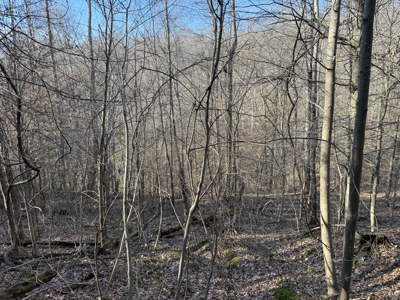 75.15+/- Acres - Hunting Land - Mostly Wooded - Liberty, KY. - image 37