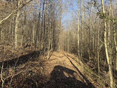 75.15+/- Acres - Hunting Land - Mostly Wooded - Liberty, KY. - image 47