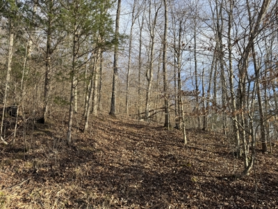 75.15+/- Acres - Hunting Land - Mostly Wooded - Liberty, KY. - image 17