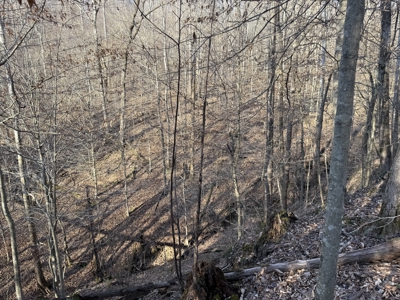 75.15+/- Acres - Hunting Land - Mostly Wooded - Liberty, KY. - image 42