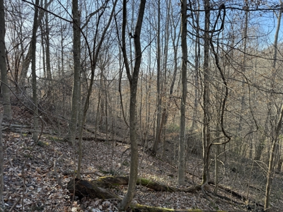 75.15+/- Acres - Hunting Land - Mostly Wooded - Liberty, KY. - image 38