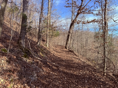 75.15+/- Acres - Hunting Land - Mostly Wooded - Liberty, KY. - image 32