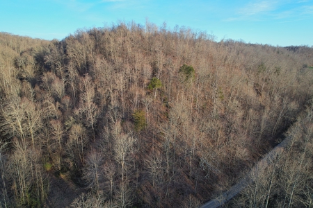 75.15+/- Acres - Hunting Land - Mostly Wooded - Liberty, KY. - image 4