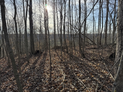 75.15+/- Acres - Hunting Land - Mostly Wooded - Liberty, KY. - image 25