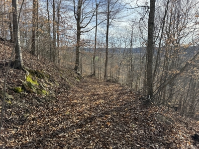 75.15+/- Acres - Hunting Land - Mostly Wooded - Liberty, KY. - image 30