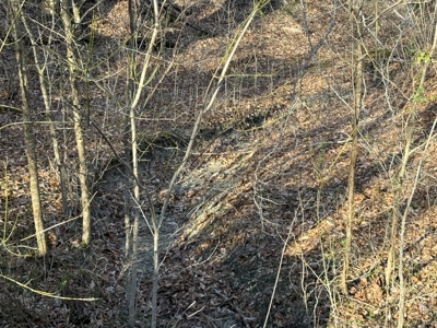 75.15+/- Acres - Hunting Land - Mostly Wooded - Liberty, KY. - image 46