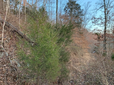 Hunting Land-Recreational Property-Secluded / Liberty, Ky. - image 3