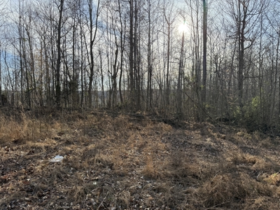 75.15+/- Acres - Hunting Land - Mostly Wooded - Liberty, KY. - image 19