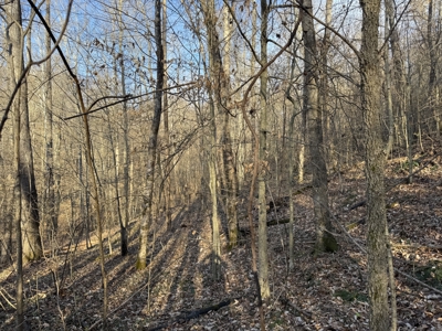 75.15+/- Acres - Hunting Land - Mostly Wooded - Liberty, KY. - image 39