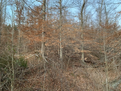 Hunting Land-Recreational Property-Secluded / Liberty, Ky. - image 8