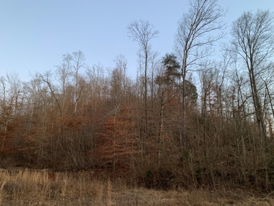 Hunting Land-Recreational Property-Secluded / Liberty, Ky. - image 12