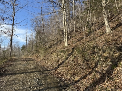 75.15+/- Acres - Hunting Land - Mostly Wooded - Liberty, KY. - image 15