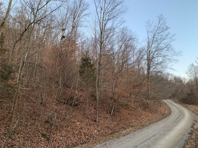 Hunting Land-Recreational Property-Secluded / Liberty, Ky. - image 5