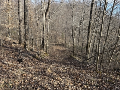 75.15+/- Acres - Hunting Land - Mostly Wooded - Liberty, KY. - image 33
