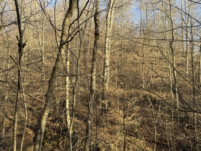 75.15+/- Acres - Hunting Land - Mostly Wooded - Liberty, KY. - image 50