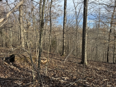 75.15+/- Acres - Hunting Land - Mostly Wooded - Liberty, KY. - image 26